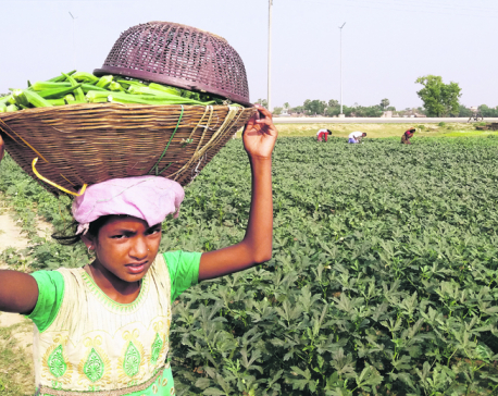 Vegetable production up in Parsa
